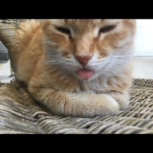 Meet your Posher, Maxine